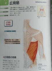 写真 筋肉 広背筋 編集済 ◎ (180x242) に縮小　DSC_0620 - コピー