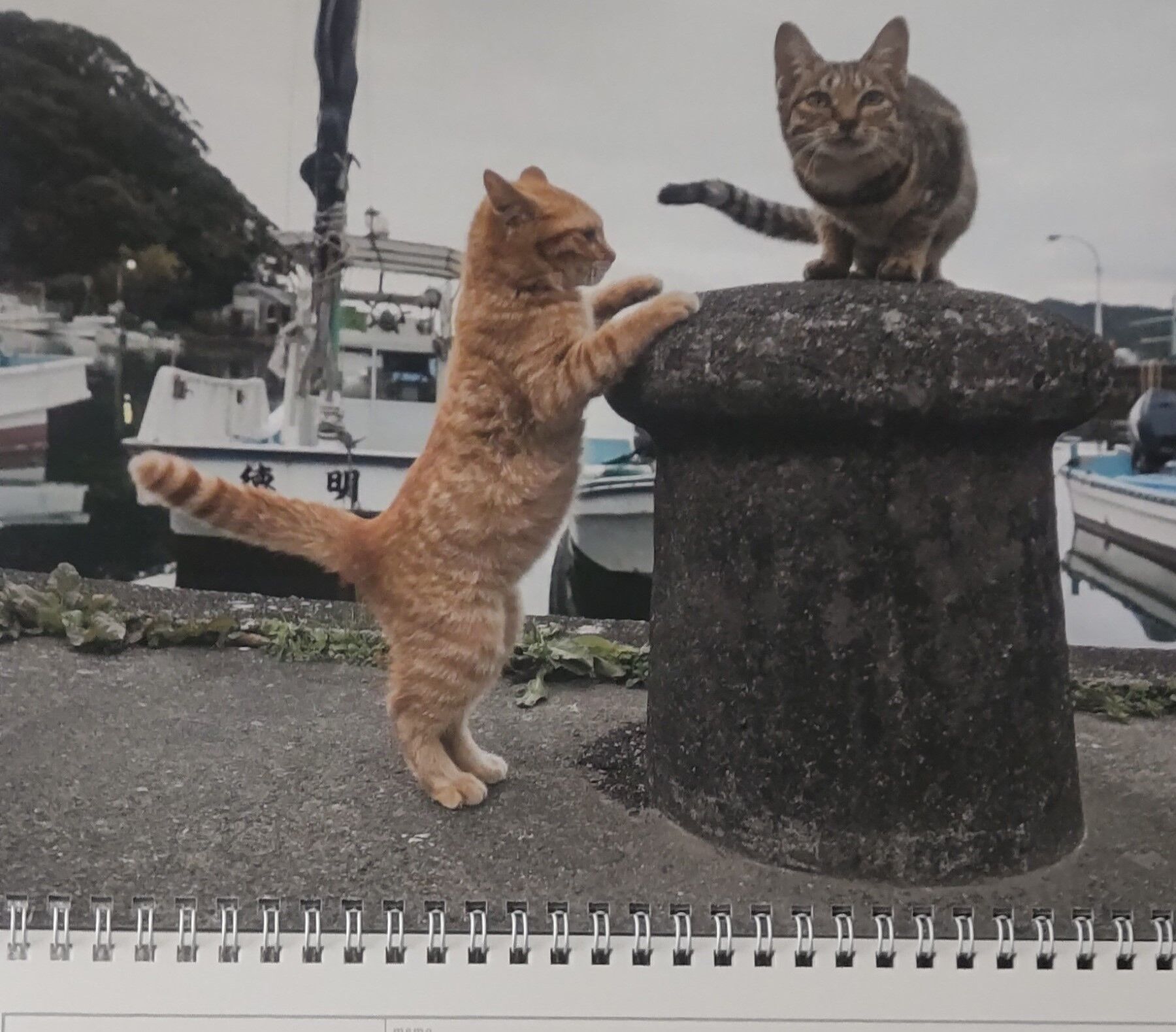 写真 カレンダー ネコ  接近◎？ 再編集済　2024.8 (1800x1579)  DSC_0598 