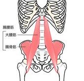 写真 筋肉 腸腰筋 8  (170x164) 編集済