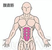写真 筋肉 腹直筋 3  (173x164)