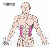 写真 筋肉 外腹斜筋 2 (173x162)