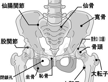 写真 骨盤 仙腸関節  下方をさらにカット (368x278) ◎？