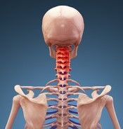 写真 首・頚椎 7 -(175x184) 編集済