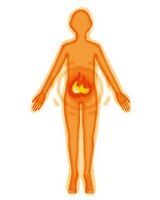 写真 血行・血流・代謝 骨盤から 1 (160x200)